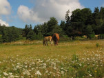 2010-08-06 020
