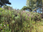 2010-08-04 021