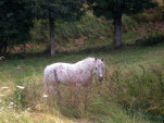 gevaudan 0049