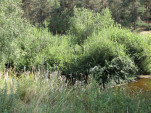 2009-08-17 0131